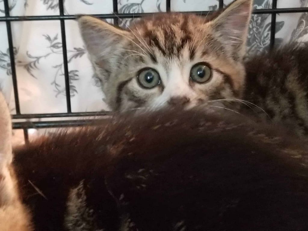 Food Brand Recommendations for Kittens and Cats - Gotham City Kitties